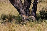 TANZANIA - Serengeti National Park - Leopardo - 05